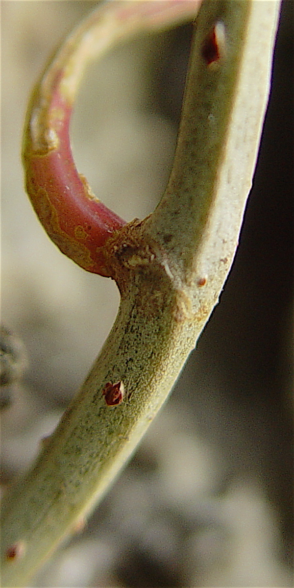 Cissus trifoliata - Cow-itch vine, green pith