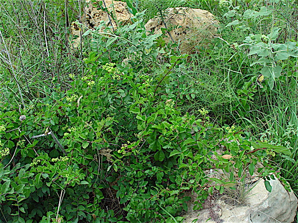 Cissus trifoliata - Cow-itch vine