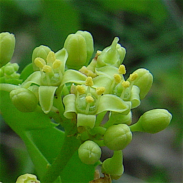 Cissus trifoliata - Cow-itch vine, flower parts