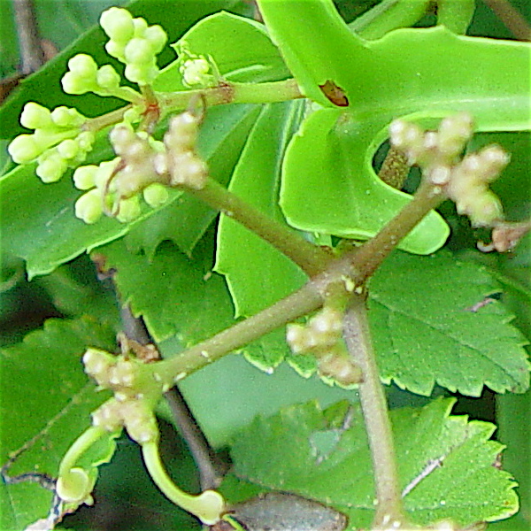 Cissus trifoliata - Cow-itch vine, pedicels
