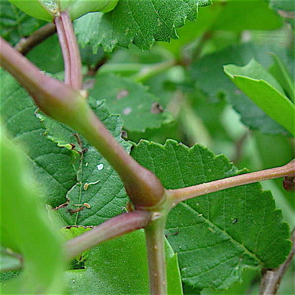 Cissus trifoliata - Cow-itch vine, node, ribbed petiole