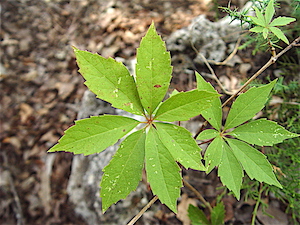 Parthenocissus heptaphylla - Seven-leaf Creeper