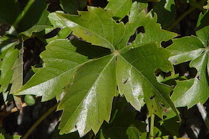 Parthenocissus_quinquefolia - Virginia Creeper