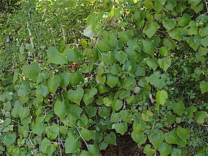 Vitis mustangensis - Mustang Grape