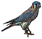 falcon picture